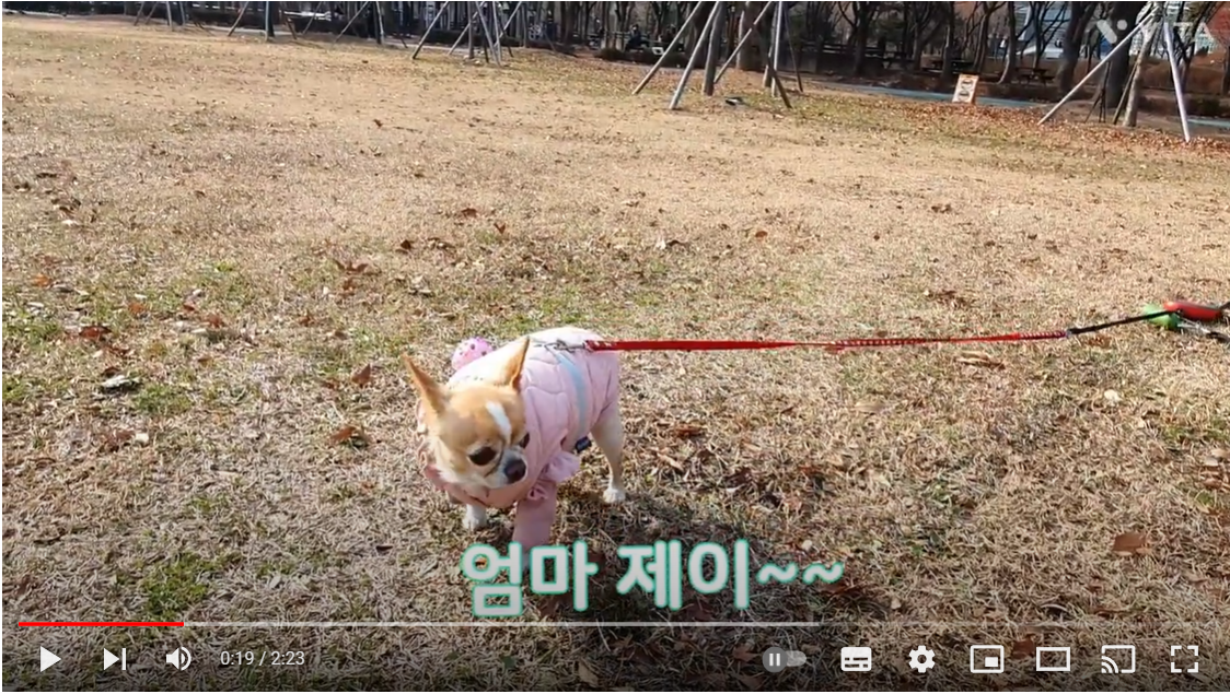 반려견&#44; 반려묘
