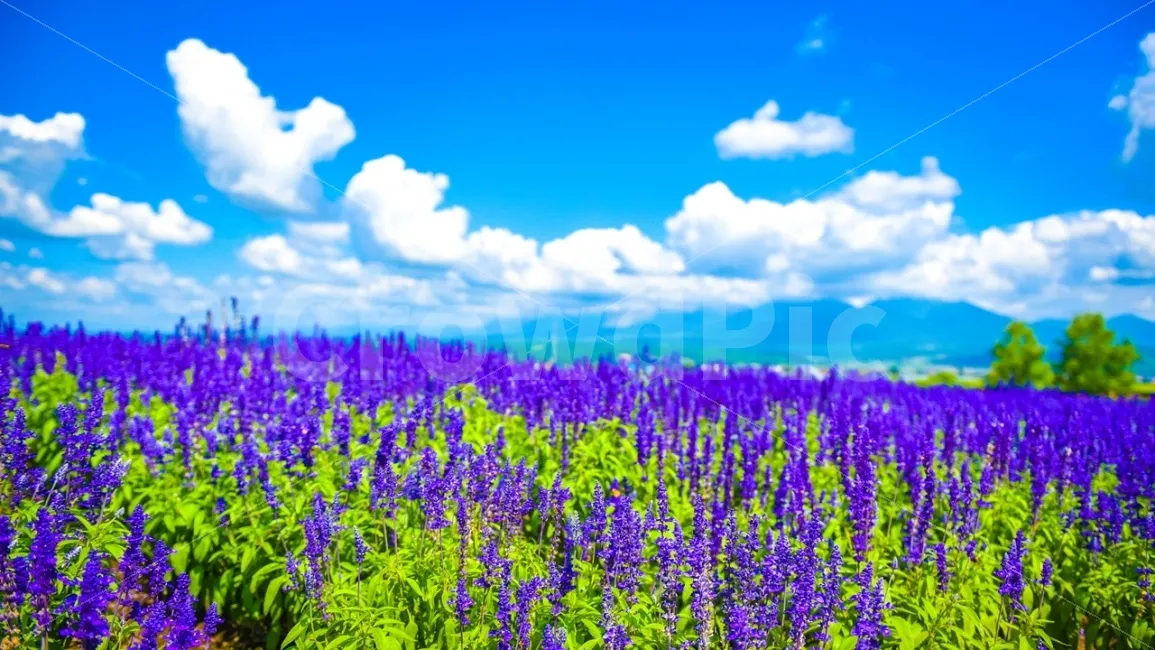 홋카이도 여름 여행코스 4박5일 일정과 맛집 정보 정리_6