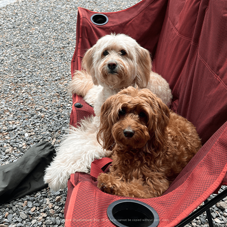 쉬고있는 강아지