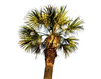 전립선 치료제 쏘팔메토 가격 및 효능, 복용시 주의점