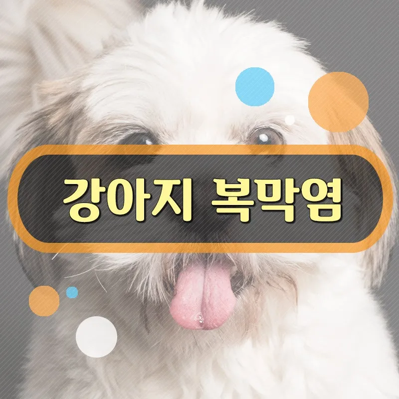 강아지 복막염 원인과 치료 방법_3