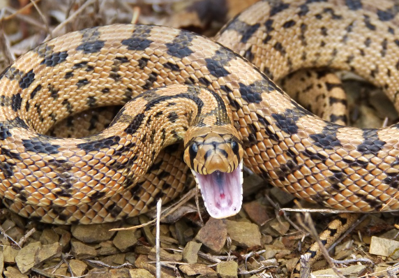 2023년 뱀띠운세