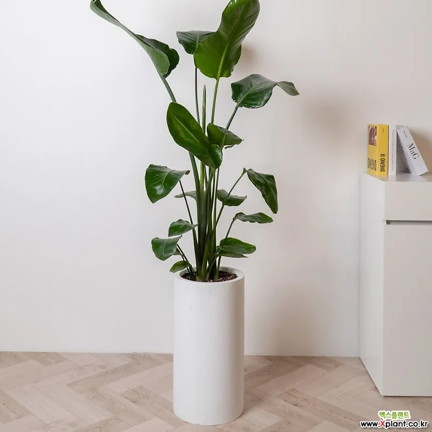 거실 큰화분 배치요령 물주기 바퀴받침 이동 어르신도 안전하게_1