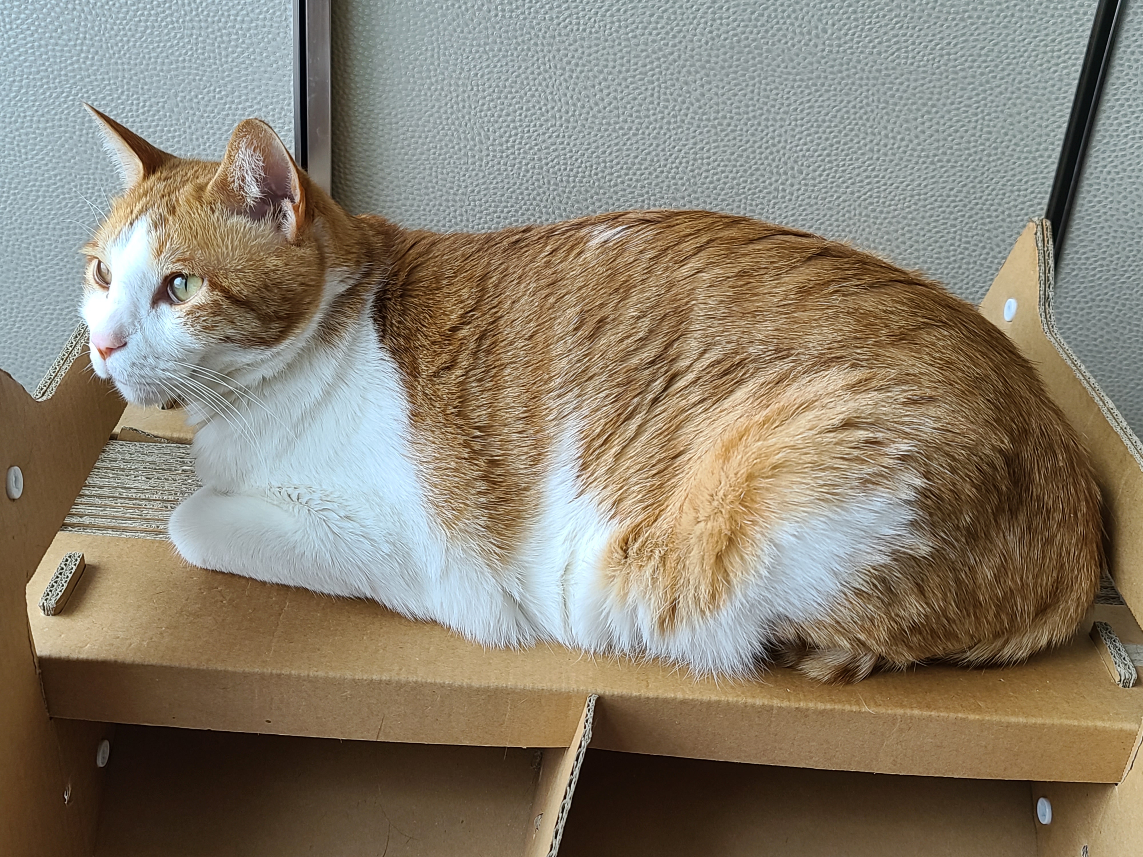 새벽에 창문을 연 이유는? 고양이 응아냄새의 심각성.