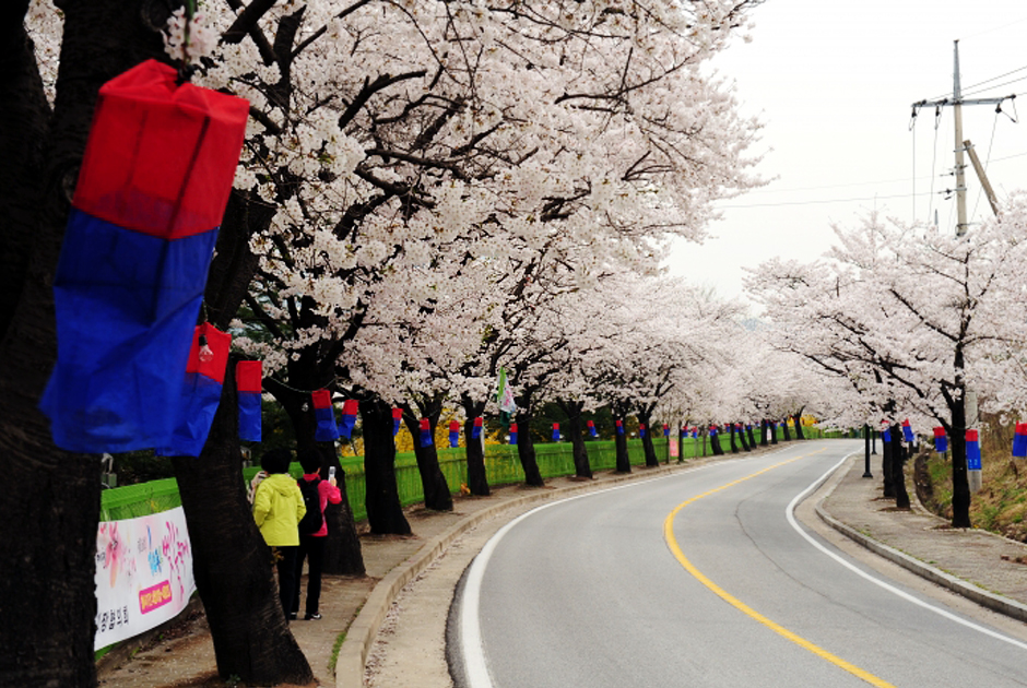 청풍호 벚꽃축제