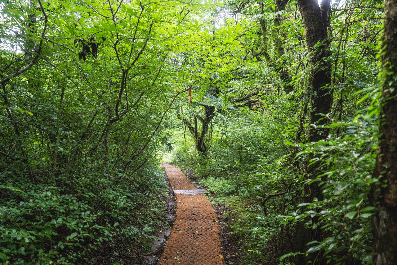 제주 절물자연휴양림 삼나무 숲 산책로, 가족&middot;힐링 여행지 추천