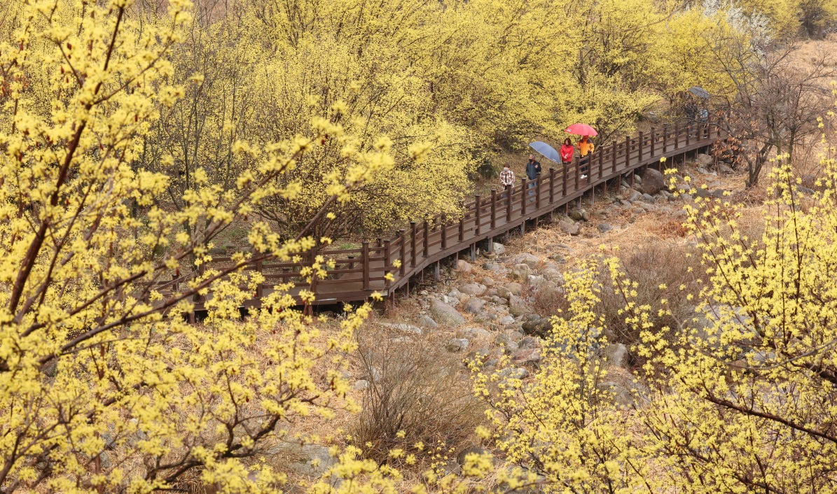 산수유축제사진