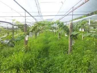 포도 재배 전정 시기 봉지 씌우기 병해 예방_12