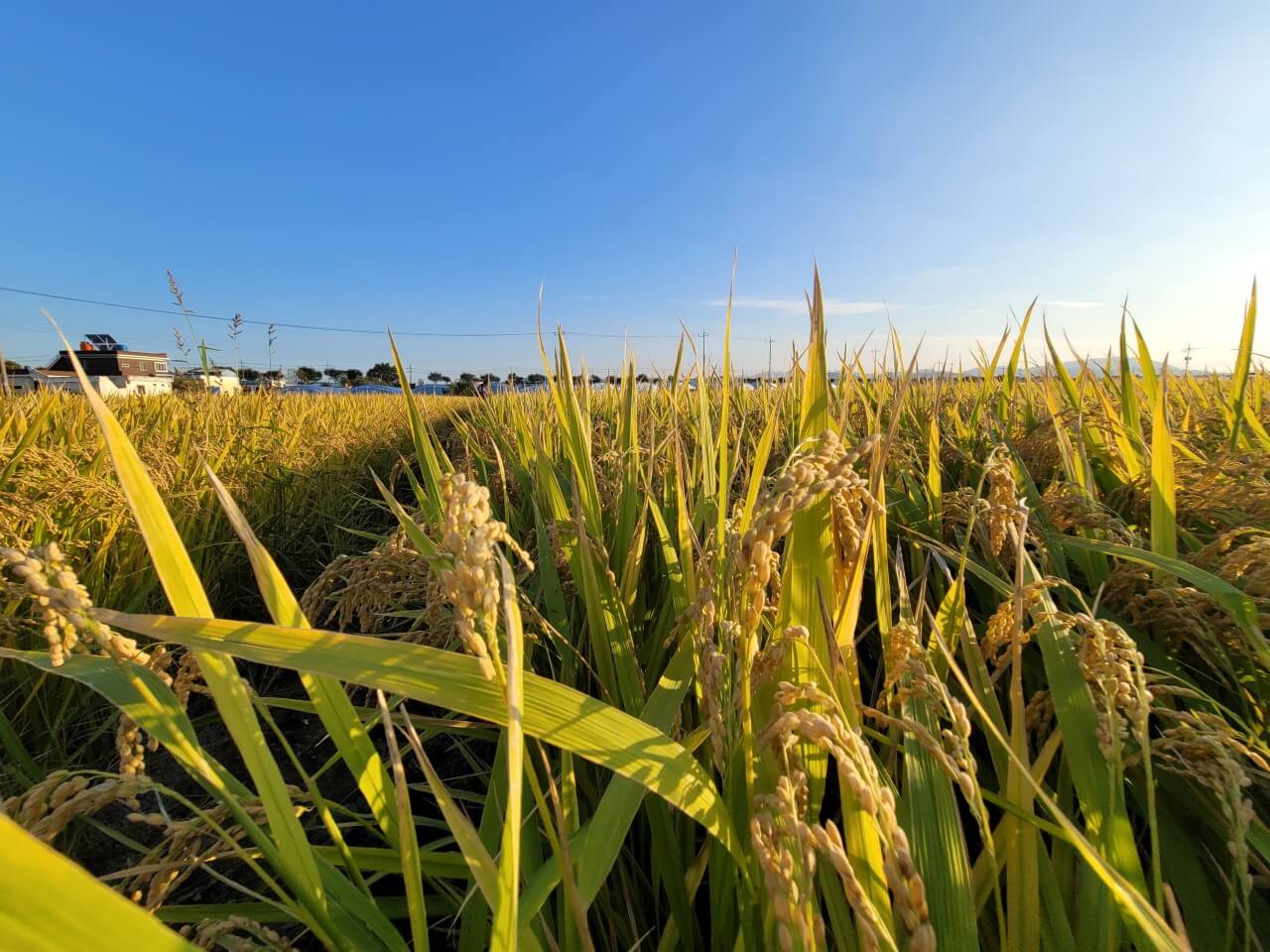 오늘N 가족이뭐길래 경남 밀양 혈당케어 건강쌀 브랜드 초당옥수수 수미감 농부로 주문방법 오늘N 2495회