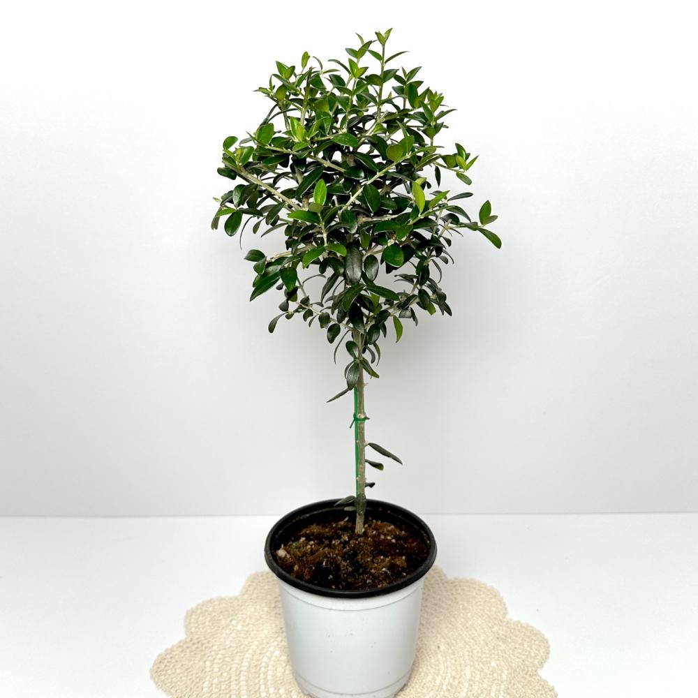 올리브나무 집에서 키우기 키우는방법