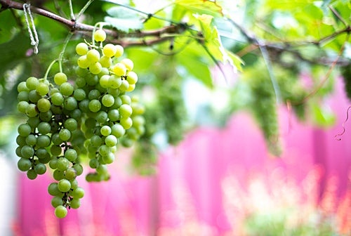 5. 혈당 수치 및 당뇨병 예방