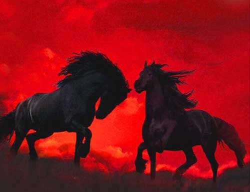 열정적인 야생마