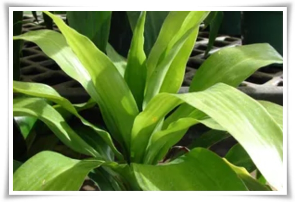 "행운목" 행운을 불러오며 실내 정원을 아름답게 가꾸는 초록의 친구!