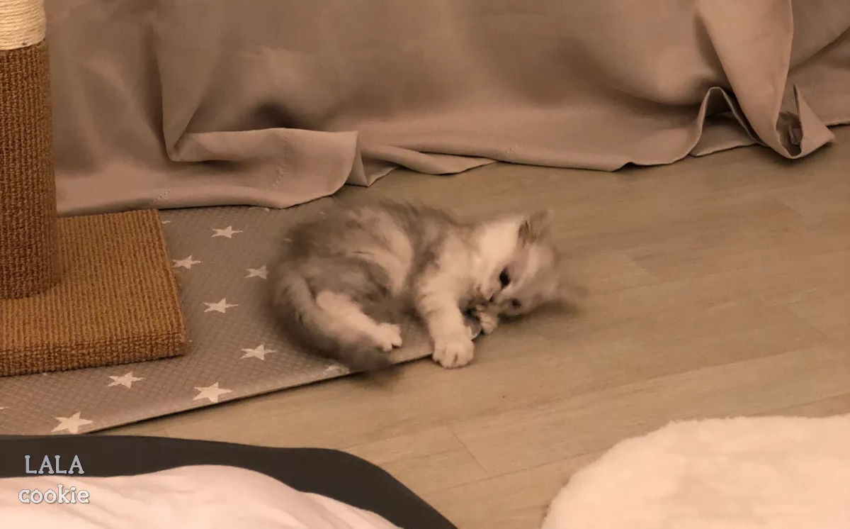 아기-고양이가-매트를-뜯고-있다