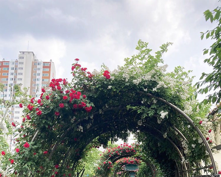 중랑 서울 장미 축제 - 5월 21일 현재 개화 상태