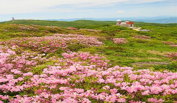 소백산철쭉축제사진