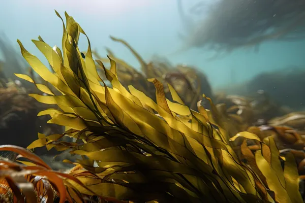 다시마-효능-건조-다시마-먹는법