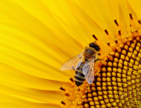 Bee