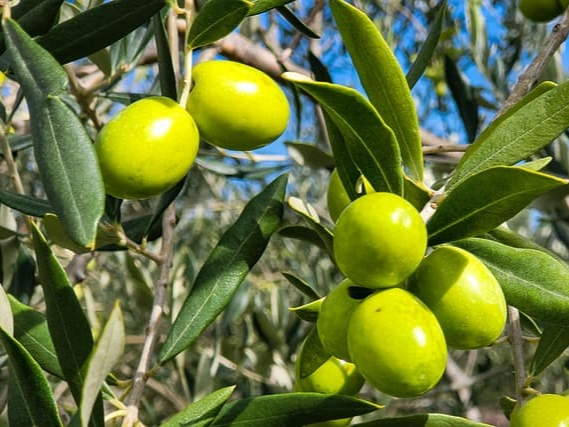 올리브오일 병 색상