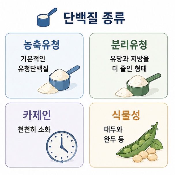 농축유청과 분리유청, 카제인, 식물성 단백질의 특징을 비교해 자신에게 맞는 단백질 원료를 고르는 방법을 보여 주는 그림