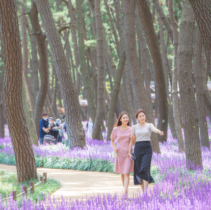제3회 장항 맥문동 꽃축제