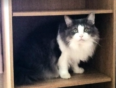 컬러박스의 하치와레.