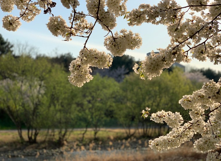 봄 여행 추천! 벚꽃사진