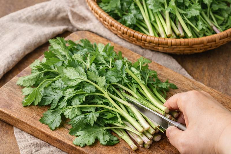 방풍나물 굵은 줄기를 정리하는 손질 과정