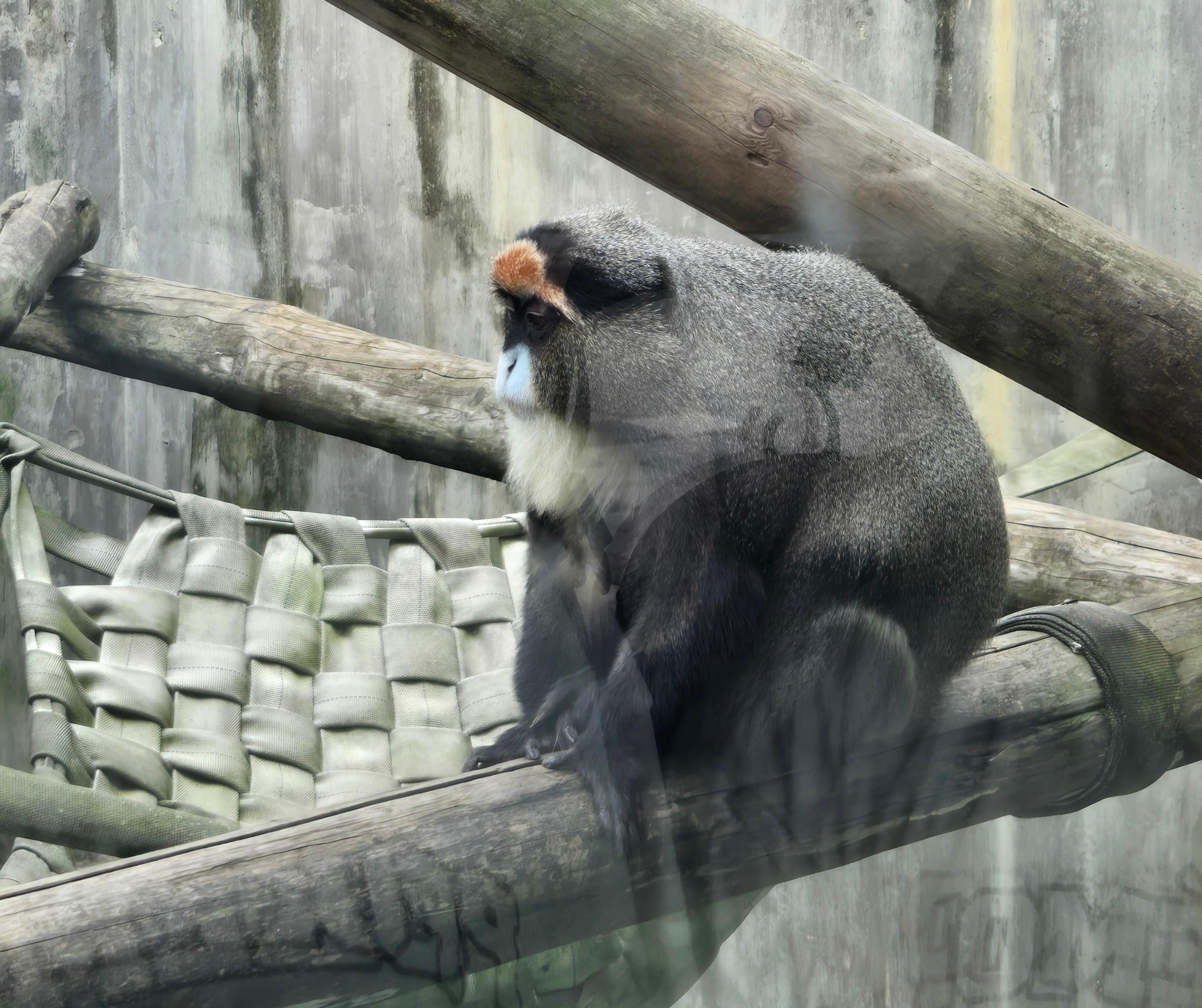 전주 동물원 브라자 원숭이