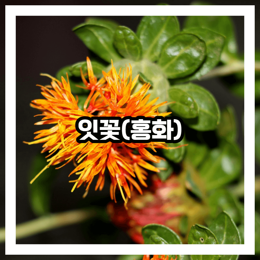 잇꽃 블로그 썸네일