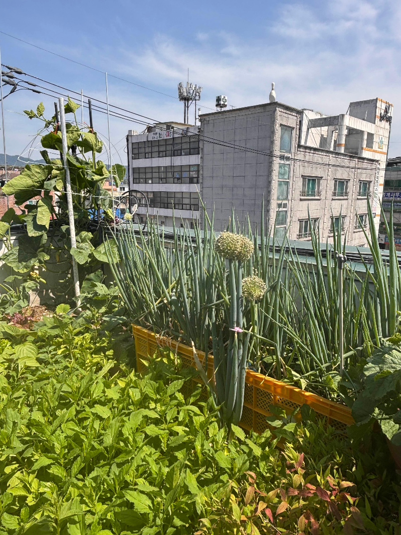 μ₯μ νλΌμ€ν± μμμμ μλΌλ νμ νκ½
K-Teotbat scallions and blooming green onion flowers growing in rooftop crates