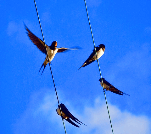 2개의 전길줄에 제비 4마리가 앉아있다. 한 마리는 날개를 펼친 모습이다.