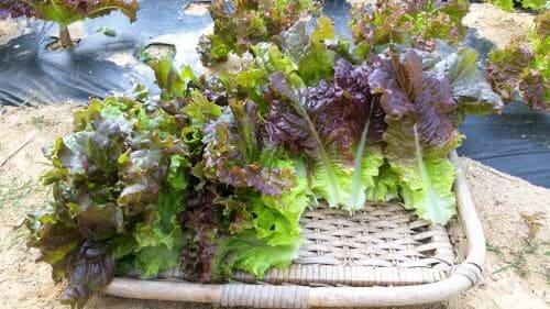 상추-수확-뚝섬적축면-적치마