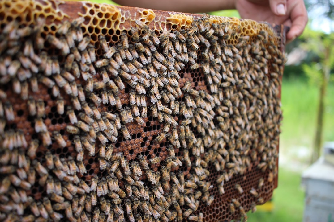 Hive