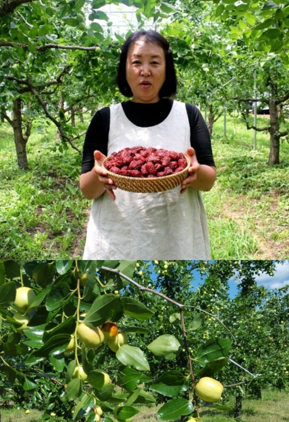6시내고향-군위-대추청-참맛대추농원