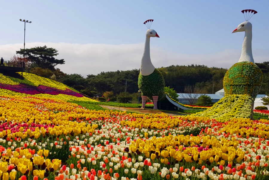 코리아플라워파크