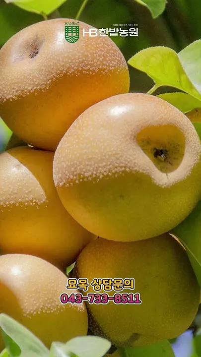 배 재배 유인 전정 수분 수정 봉지 재배_4