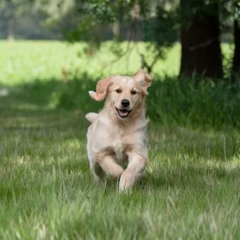 강아지 오래사는 신장관리 비법 생활습관_5
