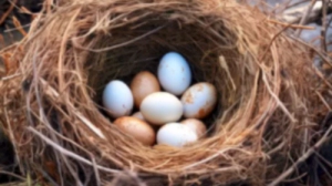 계란의 부작용이란?