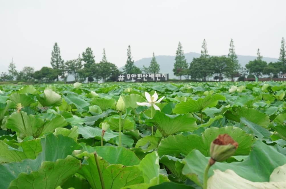 회산백련지-무안연꽃축제