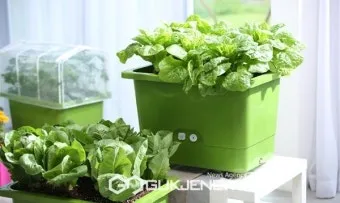 베란다 상자텃밭 상추 루꼴라 방울토마토 허브 모음 재배_2