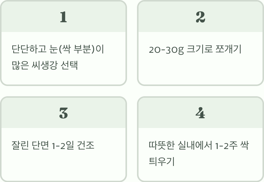 튼실한 씨생강 고르기와 '싹 틔우기'