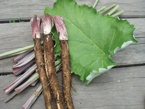 우엉 재배 깊이 갈기 직파 요령 곧게 키우기_2