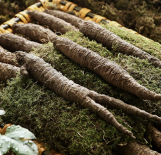 더덕의효능알아보기