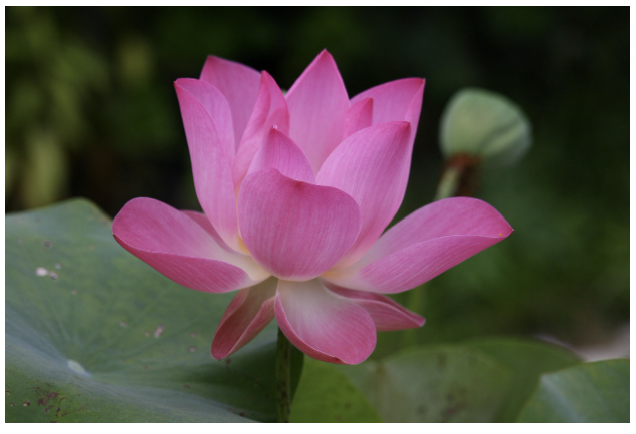 연꽃 – 진흙 속에서 피어나는 순수, 불교적 상징까지