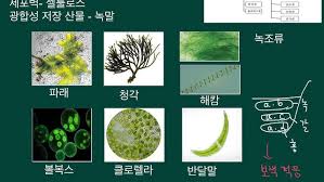 원생생물