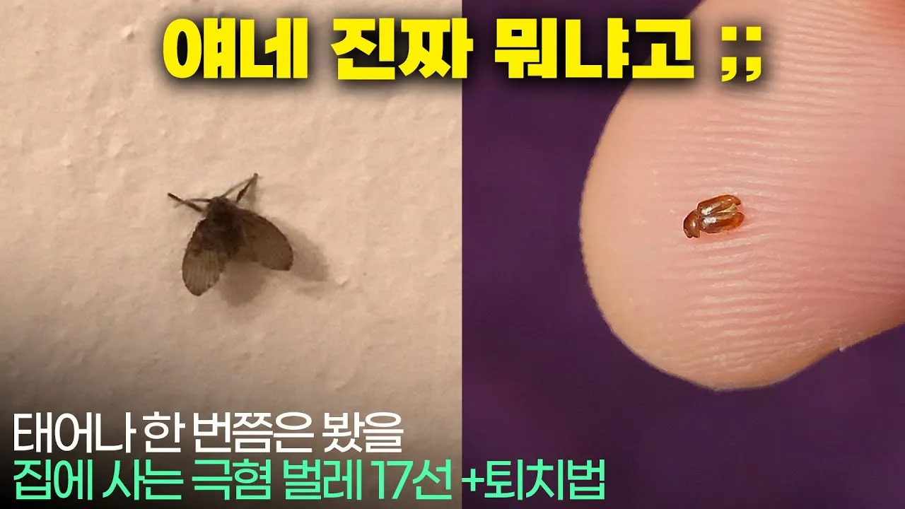 집안 벌레 퇴치법_1