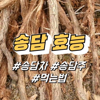 송담 이미지