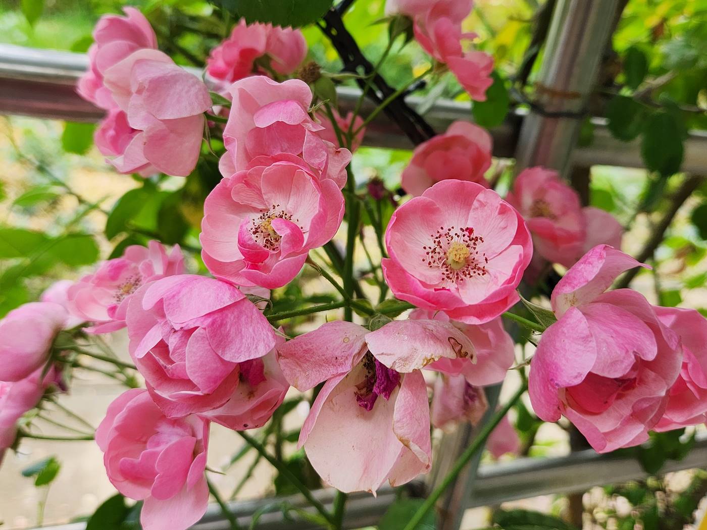 덩굴장미 안젤라 Angela