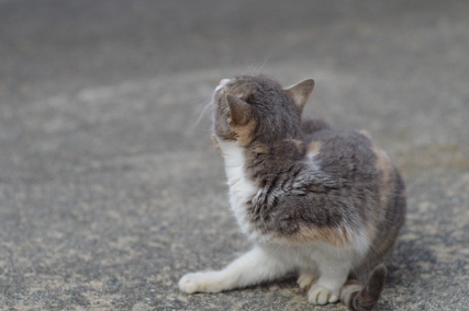 몸을 긁는 고양이.